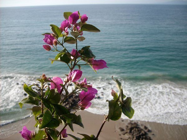 Los Palmares Condo photo 14